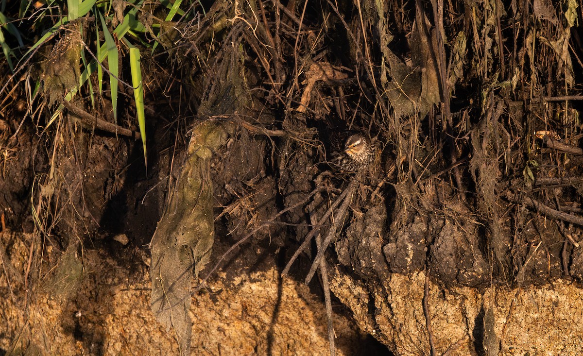 Red-winged Blackbird (Red-winged) - ML619668697