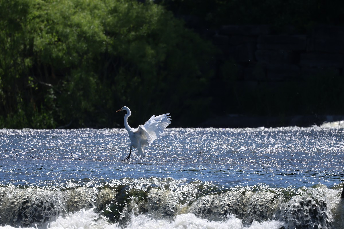 Great Egret - ML619668703