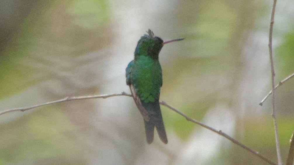 kolibřík aztécký - ML619668704