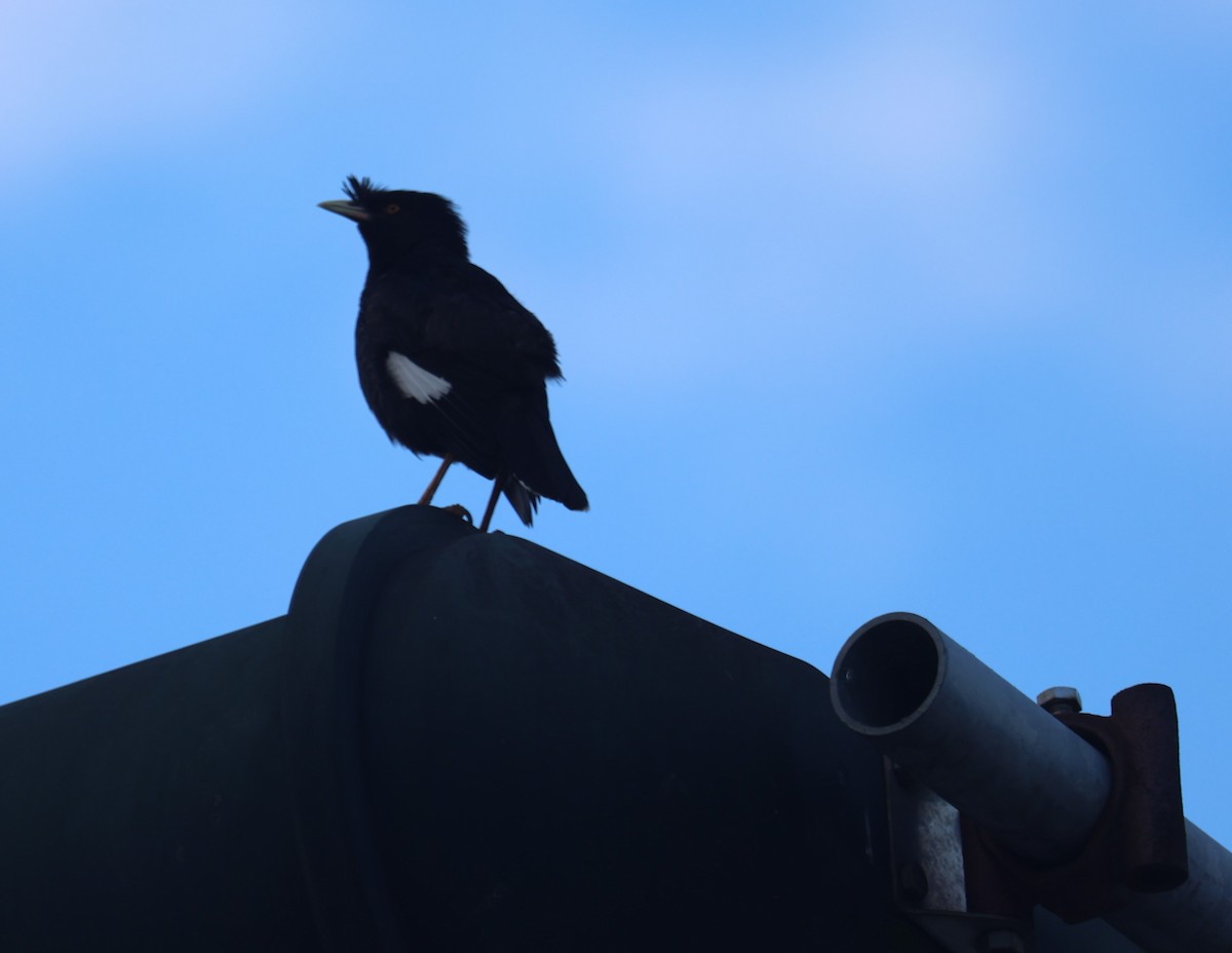 Crested Myna - Chengheng Hu