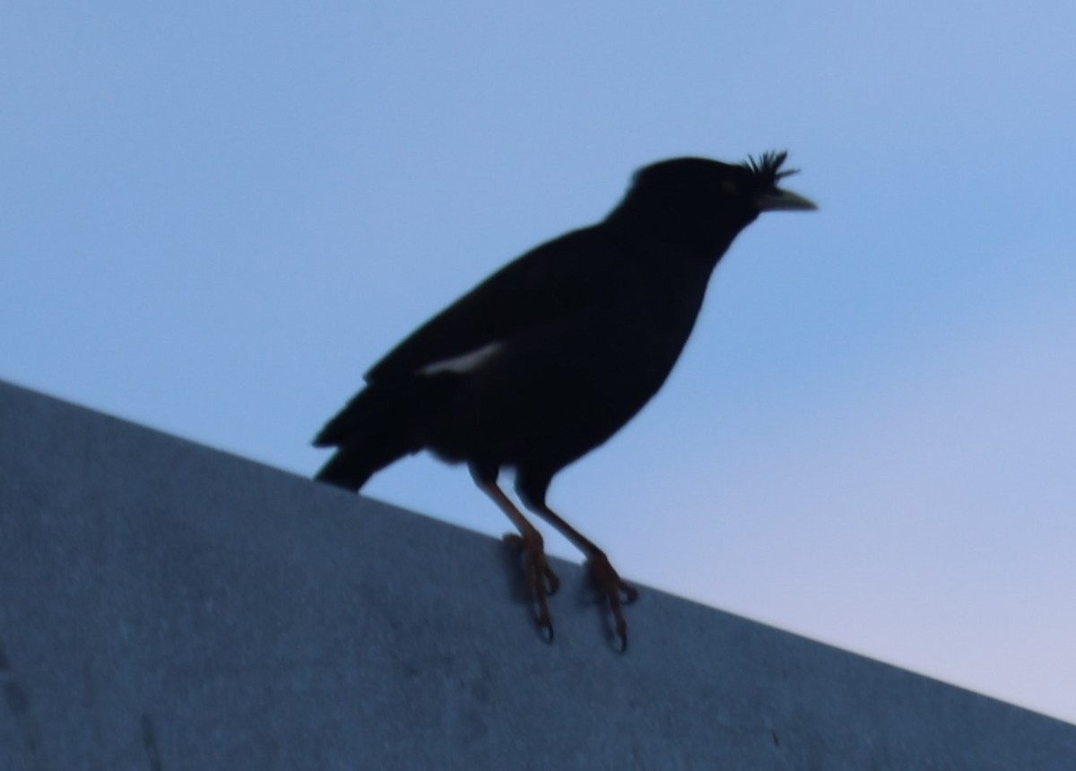 Crested Myna - Chengheng Hu