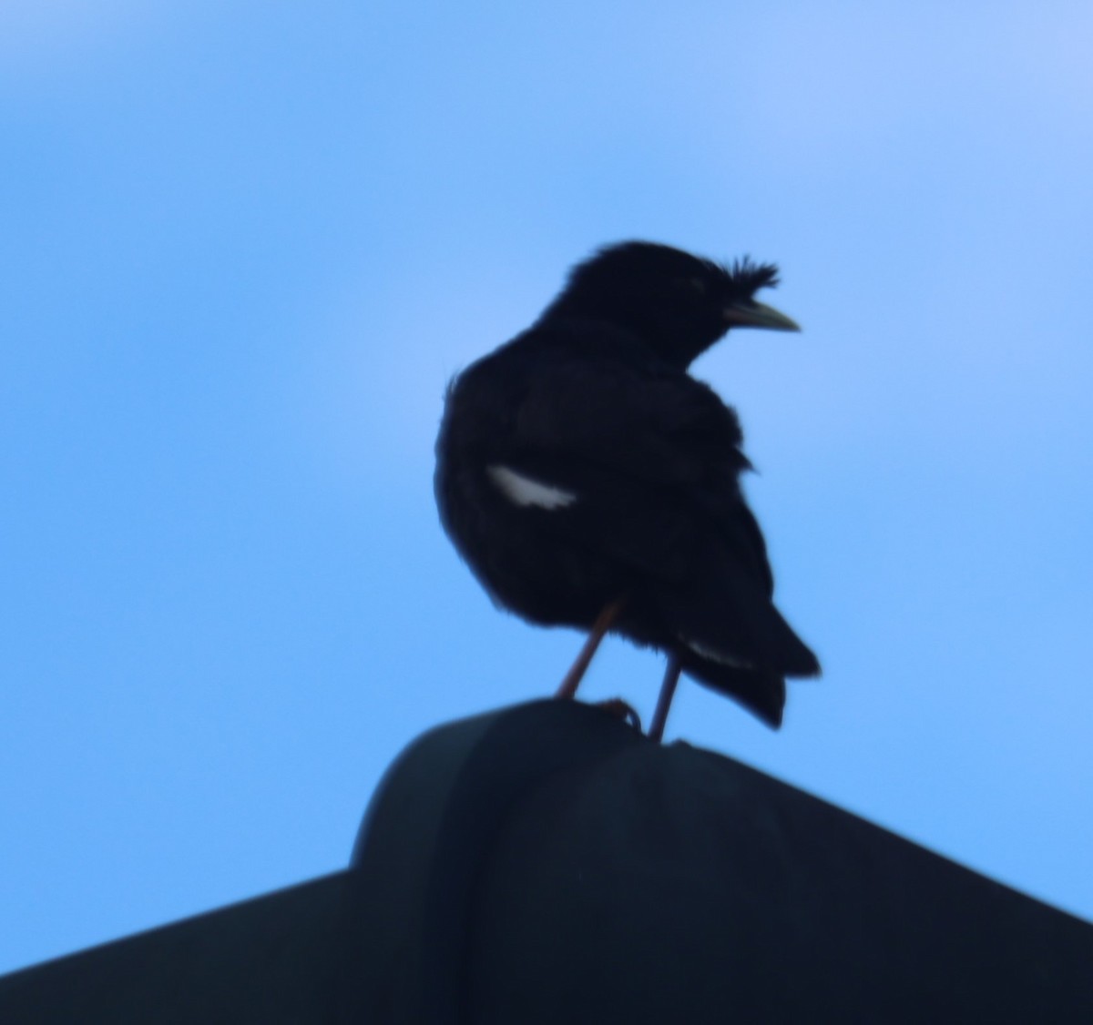 Crested Myna - Chengheng Hu