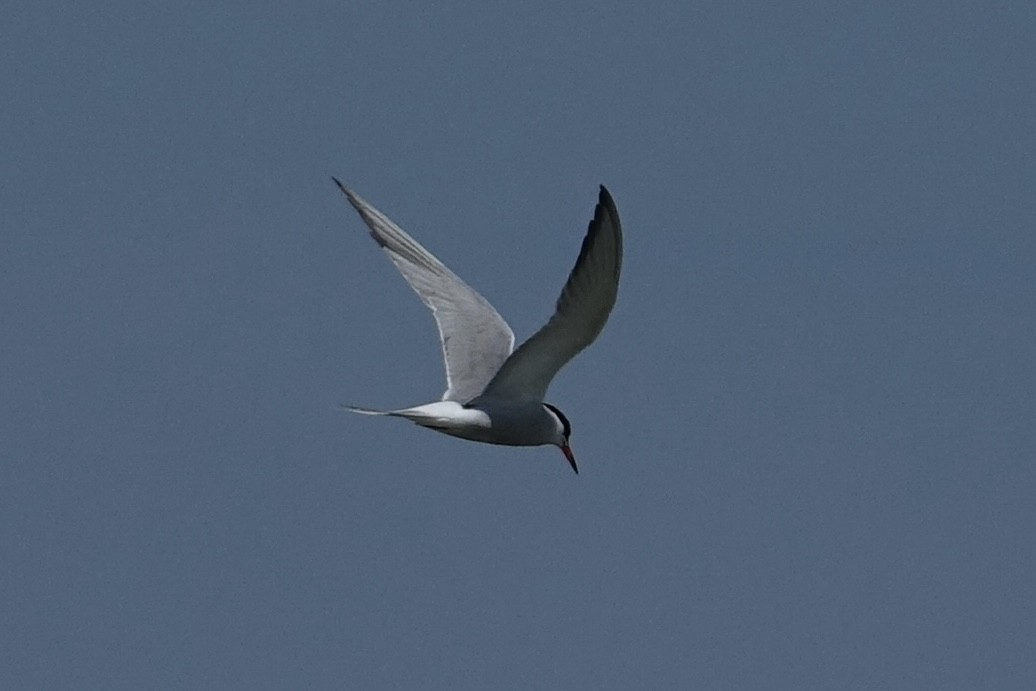 Common Tern - Fred Matthews