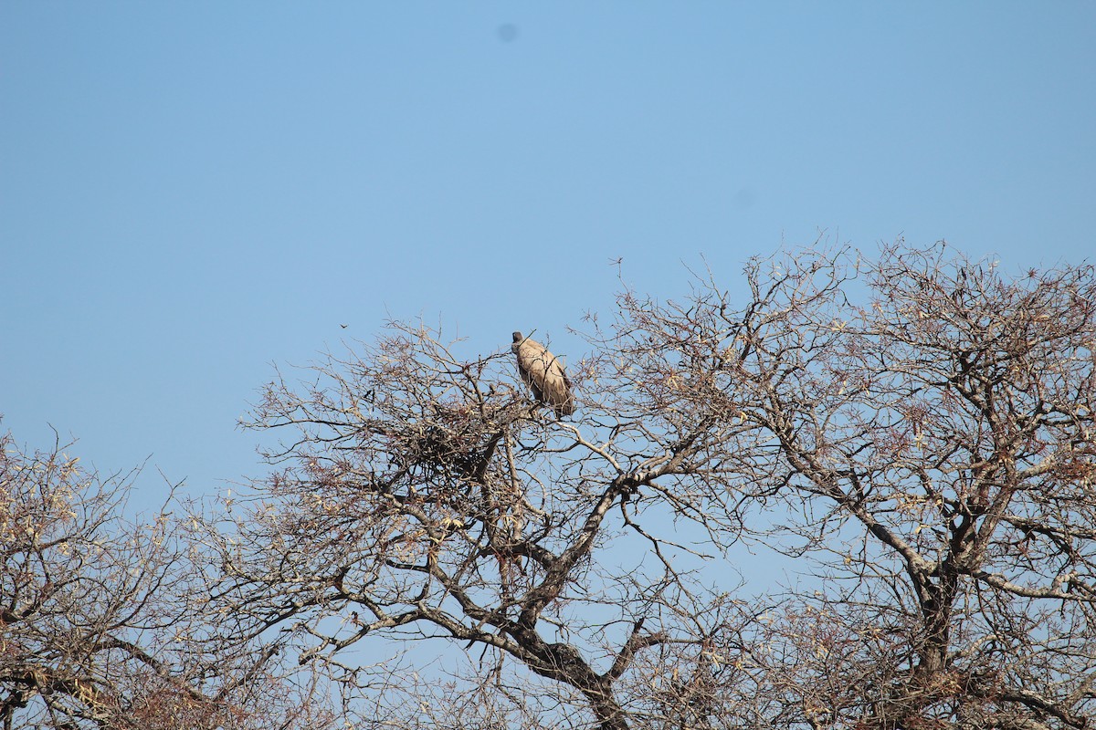 White-backed Vulture - Martijn Bolkenbaas