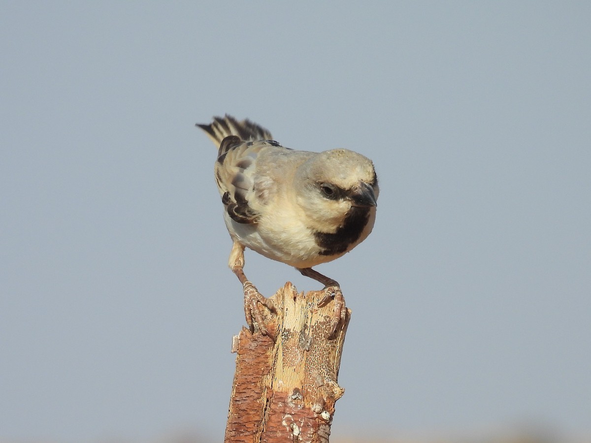 Desert Sparrow - Simon Bradfield