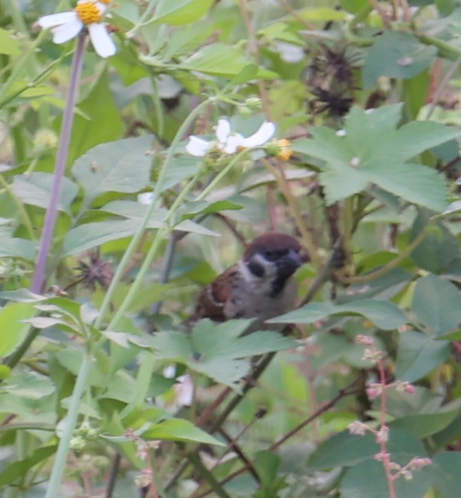 Eurasian Tree Sparrow - Chengheng Hu