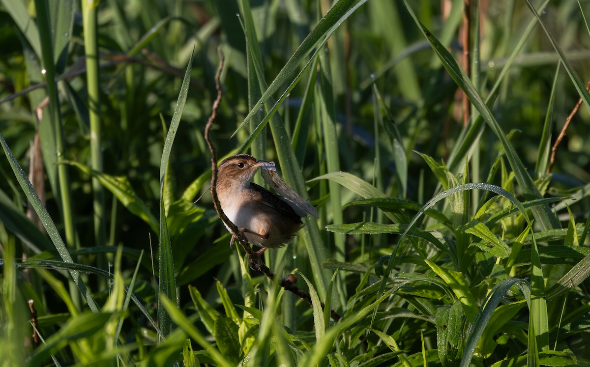 Sedge Wren - Jay McGowan