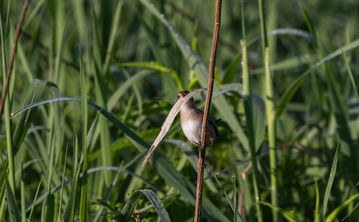 Sedge Wren - Jay McGowan