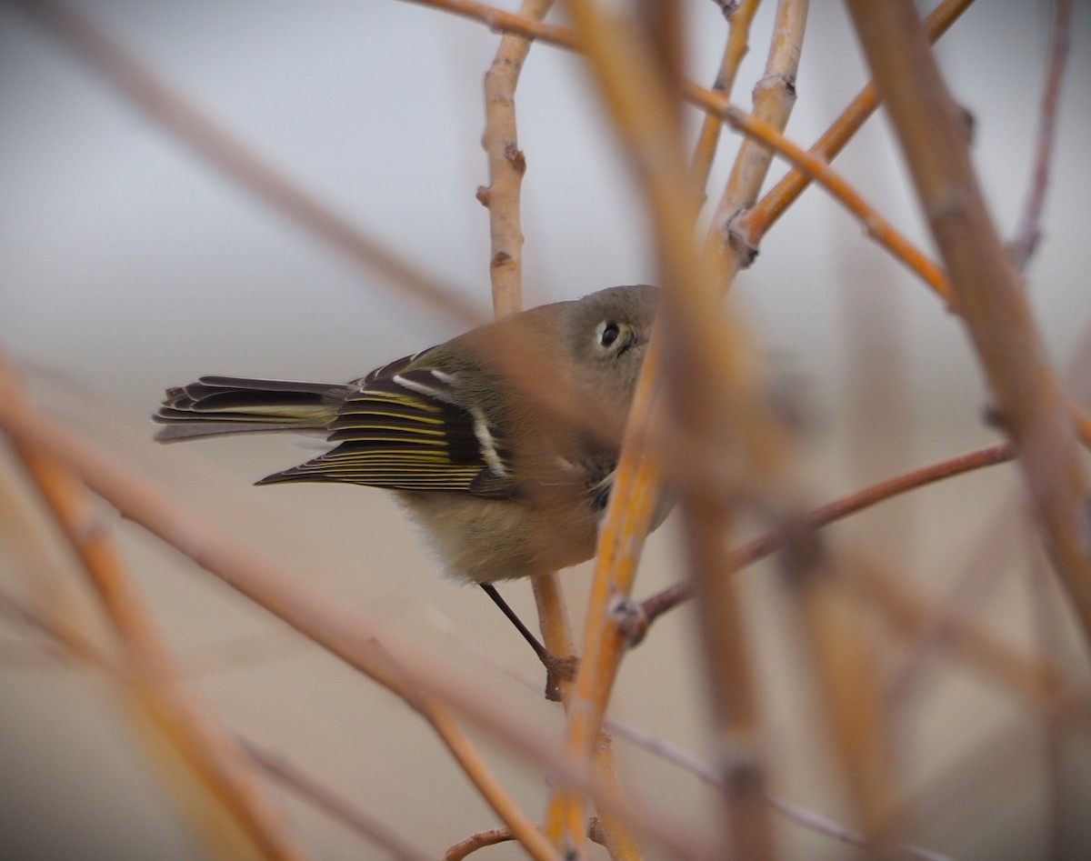 Ruby-crowned Kinglet - Dick Cartwright