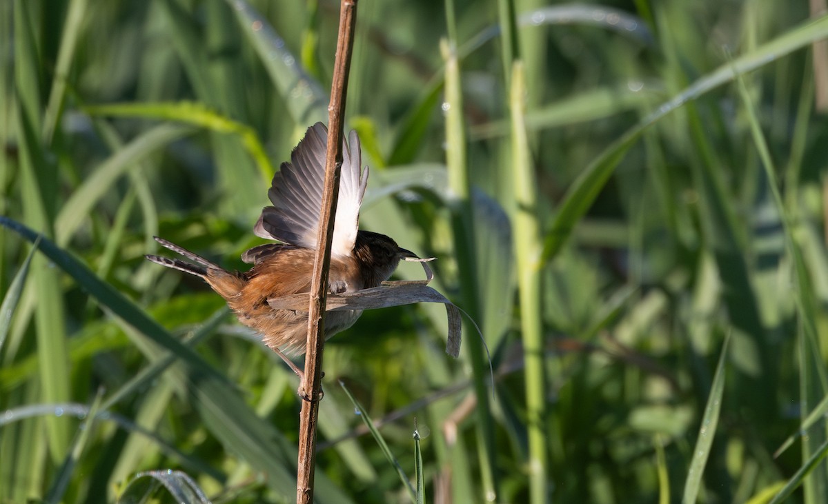 Sedge Wren - Jay McGowan