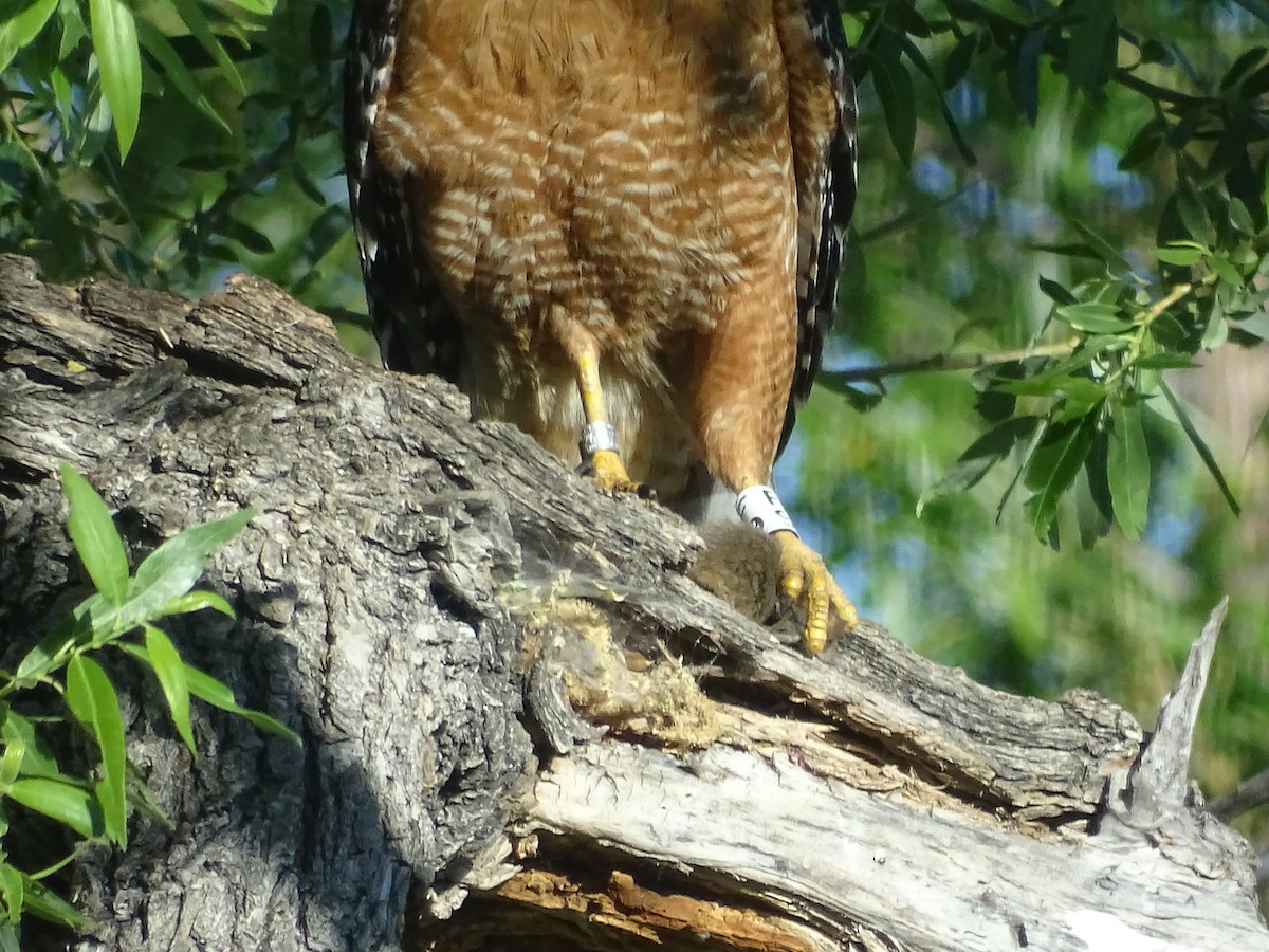 Red-shouldered Hawk - Chris Howard