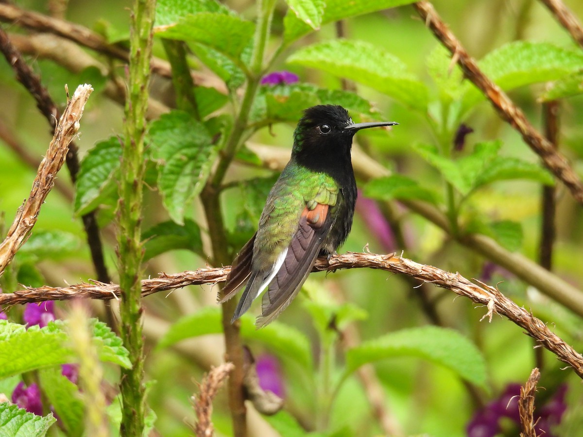 Colibrí Ventrinegro - ML619668776