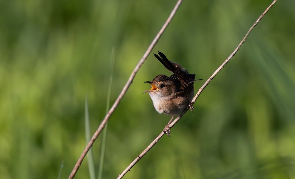 Sedge Wren - Jay McGowan