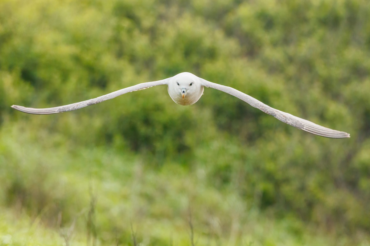 Northern Fulmar - Iain Robson