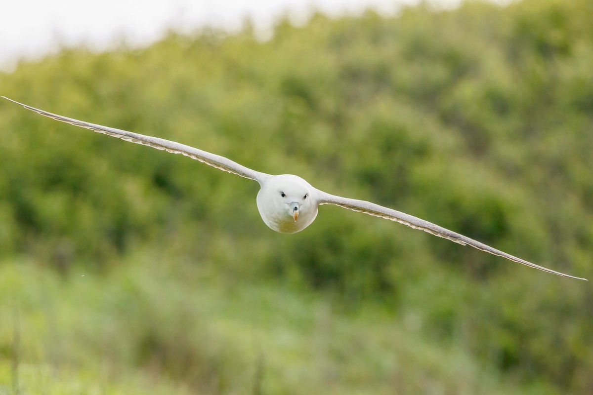 Northern Fulmar - Iain Robson