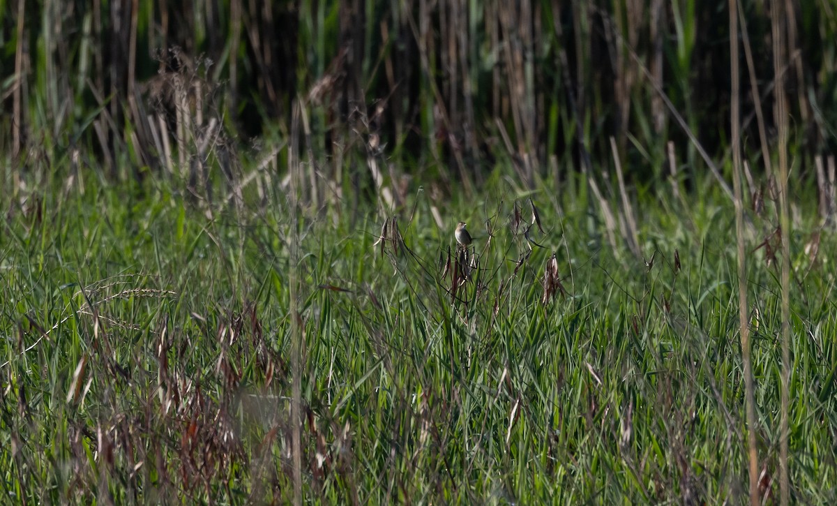 Sedge Wren - Jay McGowan