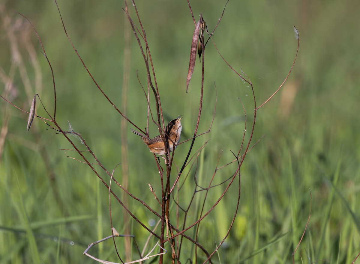 Sedge Wren - Jay McGowan