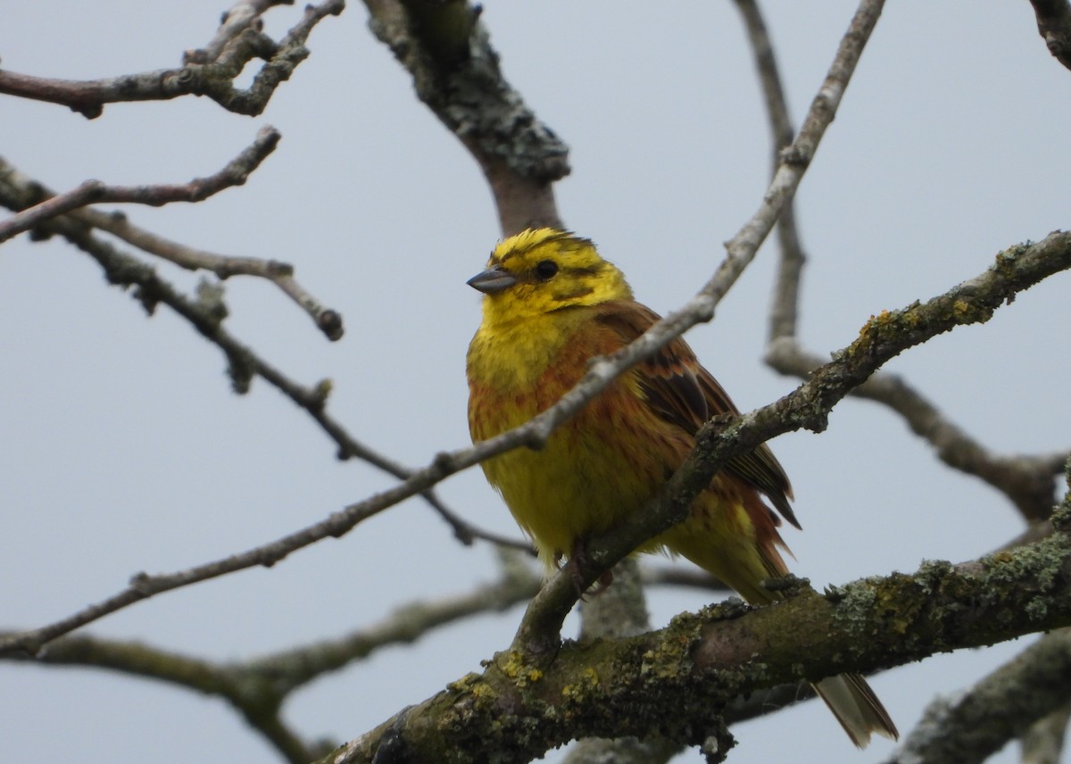 Yellowhammer - Josephine Snell