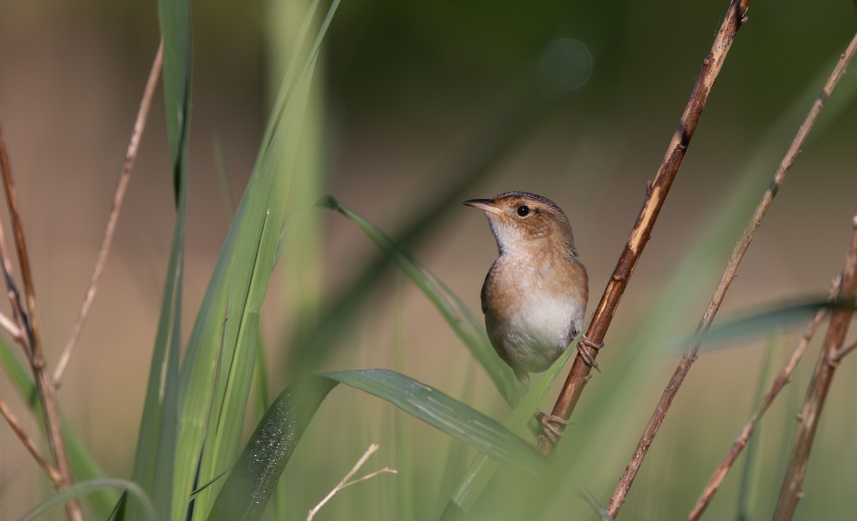 Sedge Wren - Jay McGowan