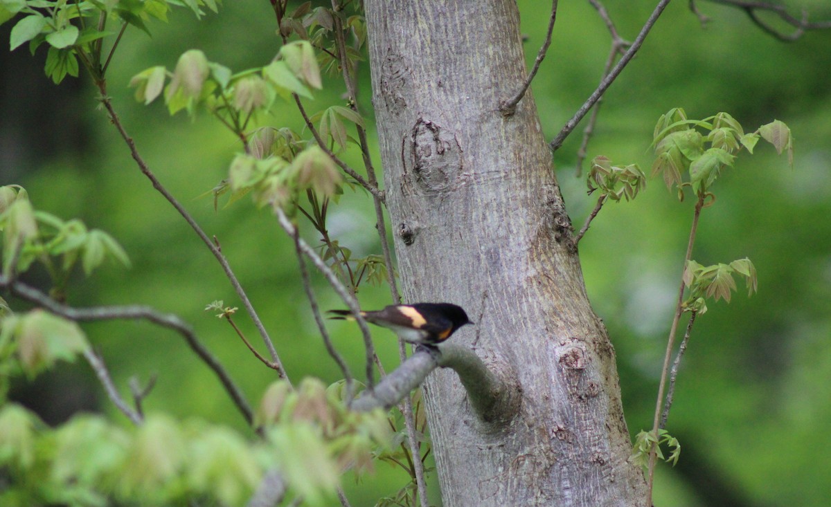 American Redstart - niki banke