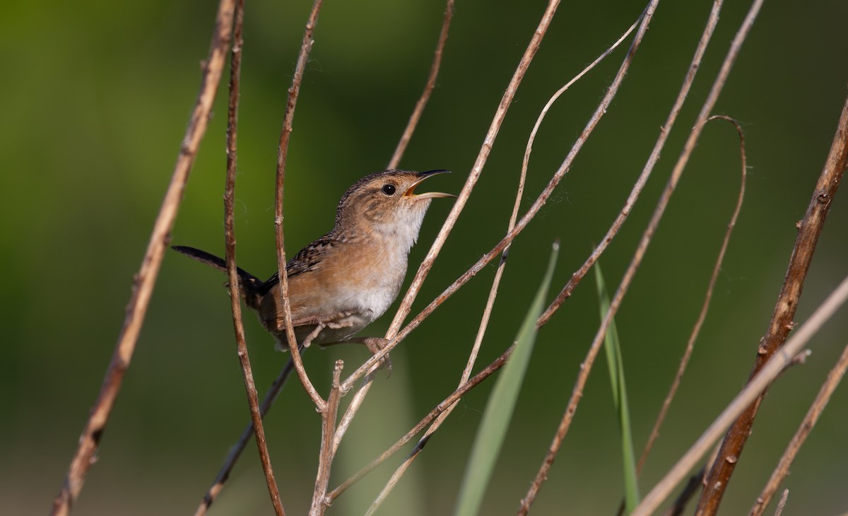 Sedge Wren - Jay McGowan