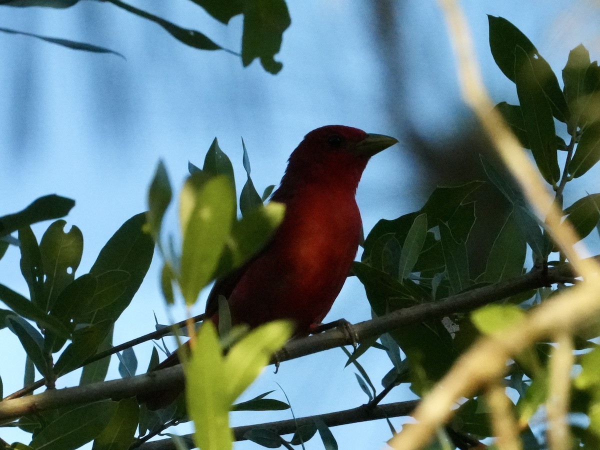 Summer Tanager - ML619668819