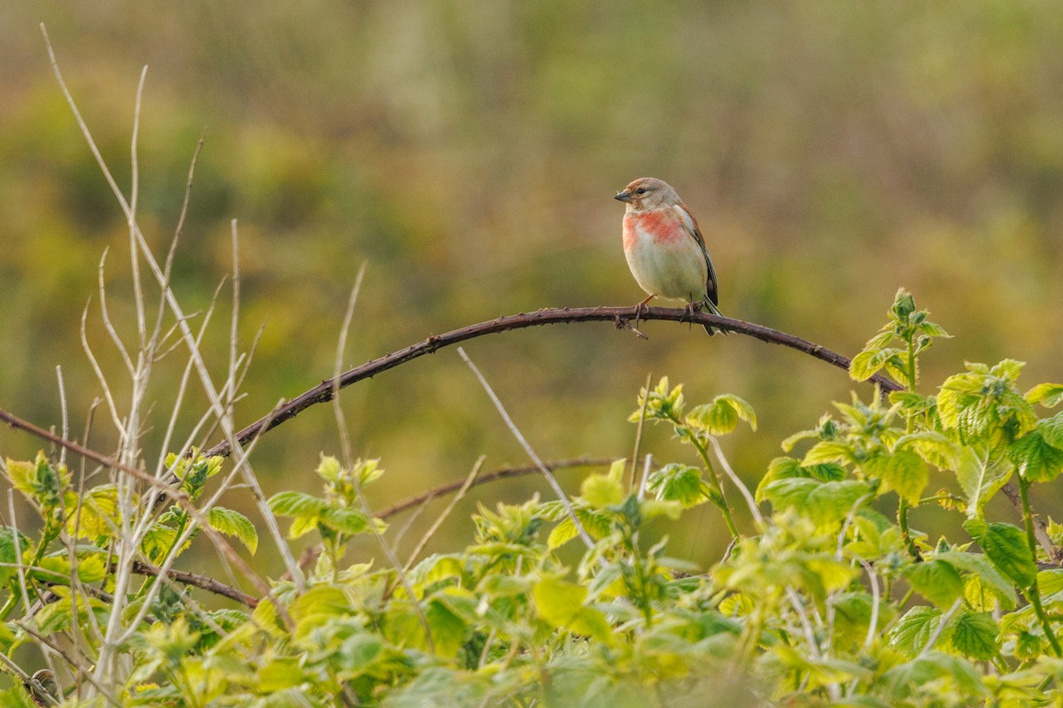 Eurasian Linnet - ML619668826