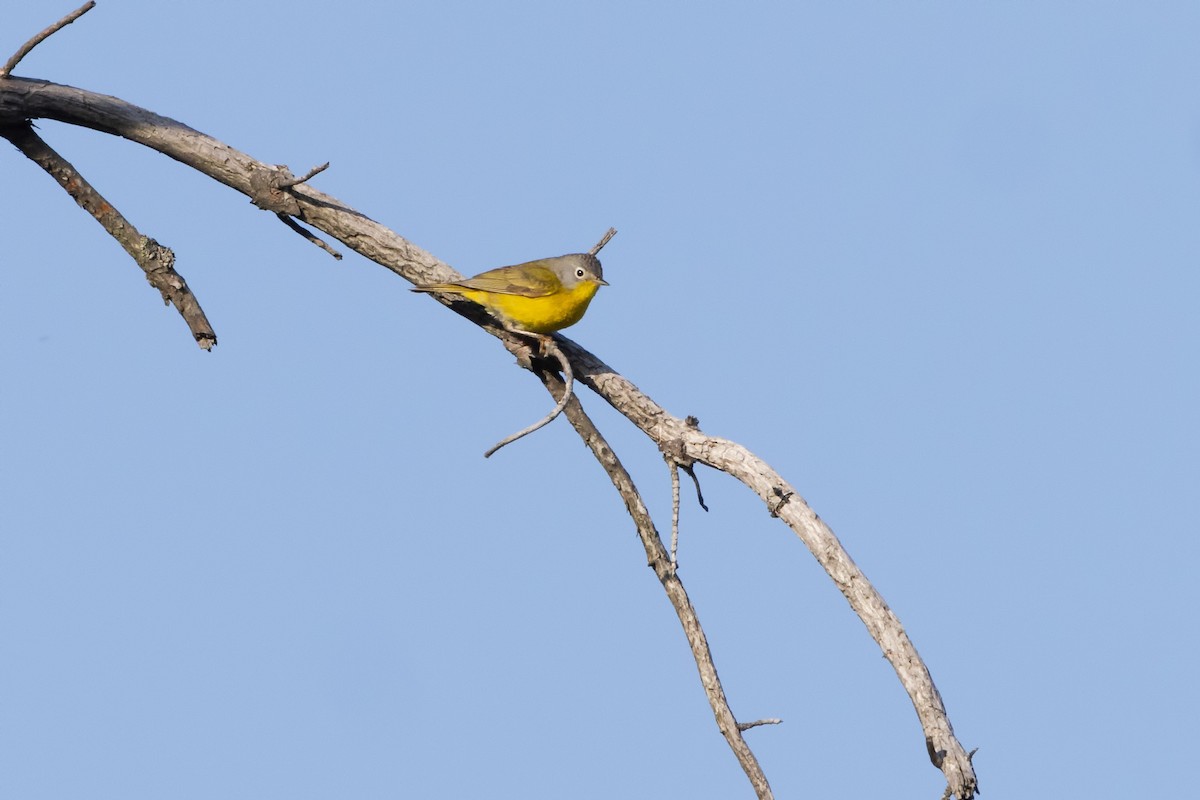 Nashville Warbler (ruficapilla) - Kees de Mooy