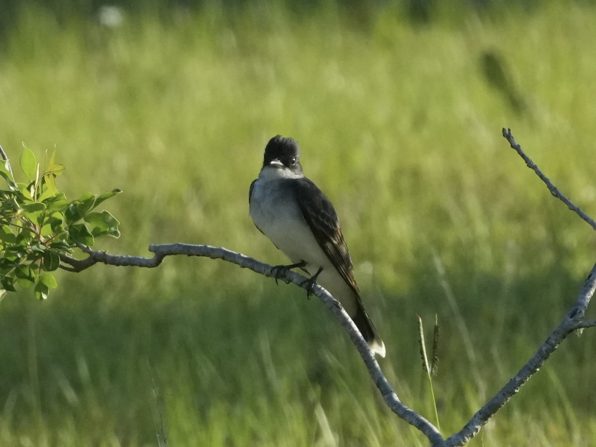 Eastern Kingbird - Tami Reece