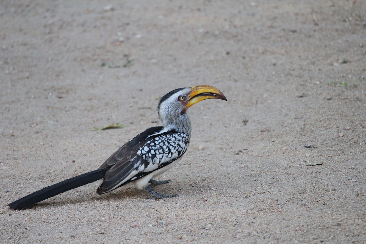 Southern Yellow-billed Hornbill - ML619668842