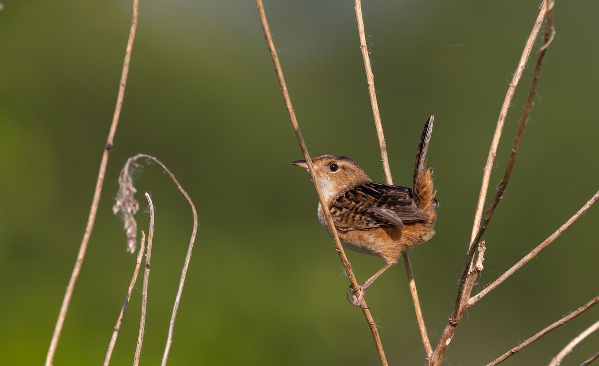 Sedge Wren - Jay McGowan