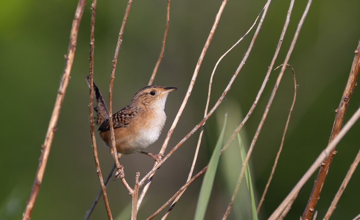 Sedge Wren - Jay McGowan