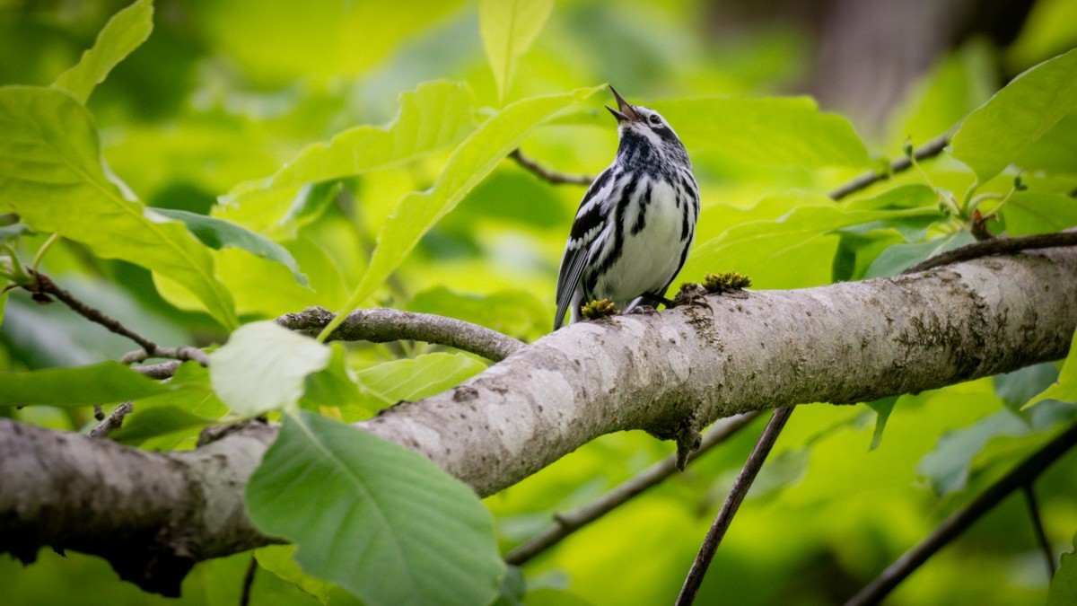 Black-and-white Warbler - ML619668861