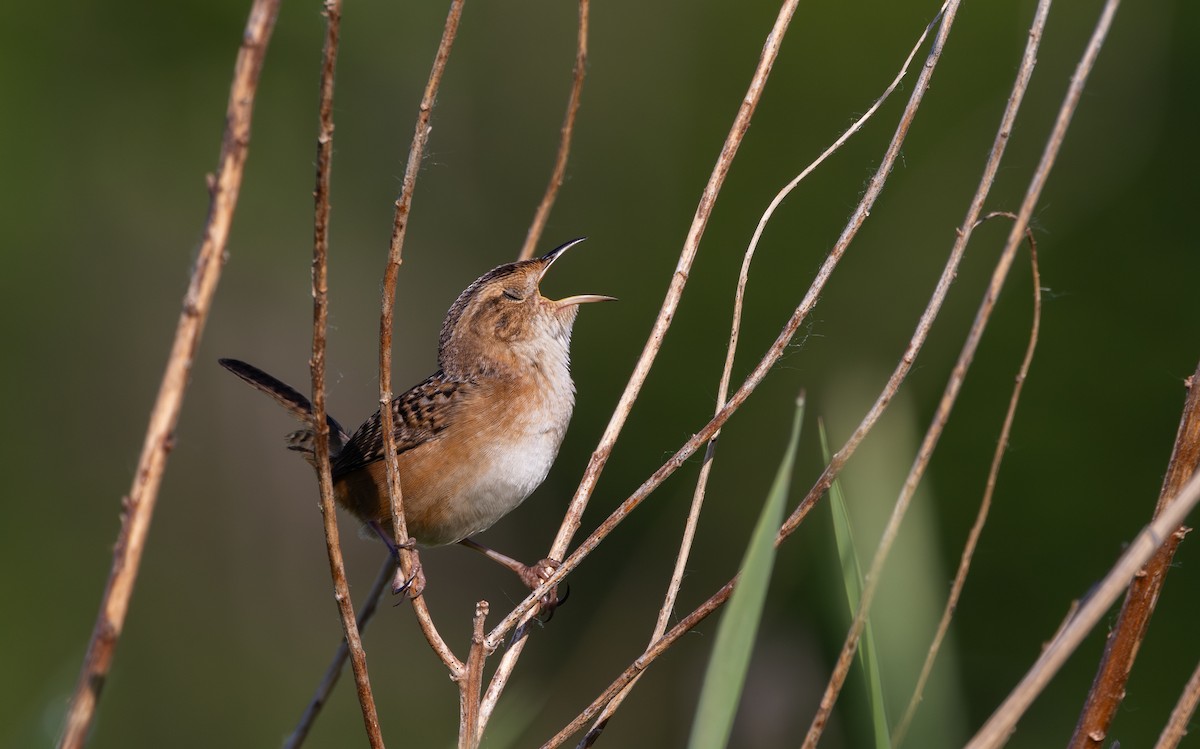 Sedge Wren - Jay McGowan