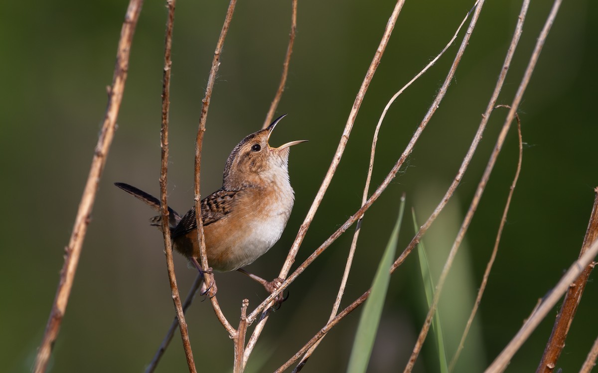 Sedge Wren - Jay McGowan