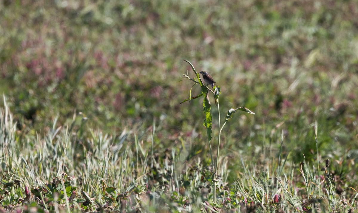 Dickcissel - Jay McGowan