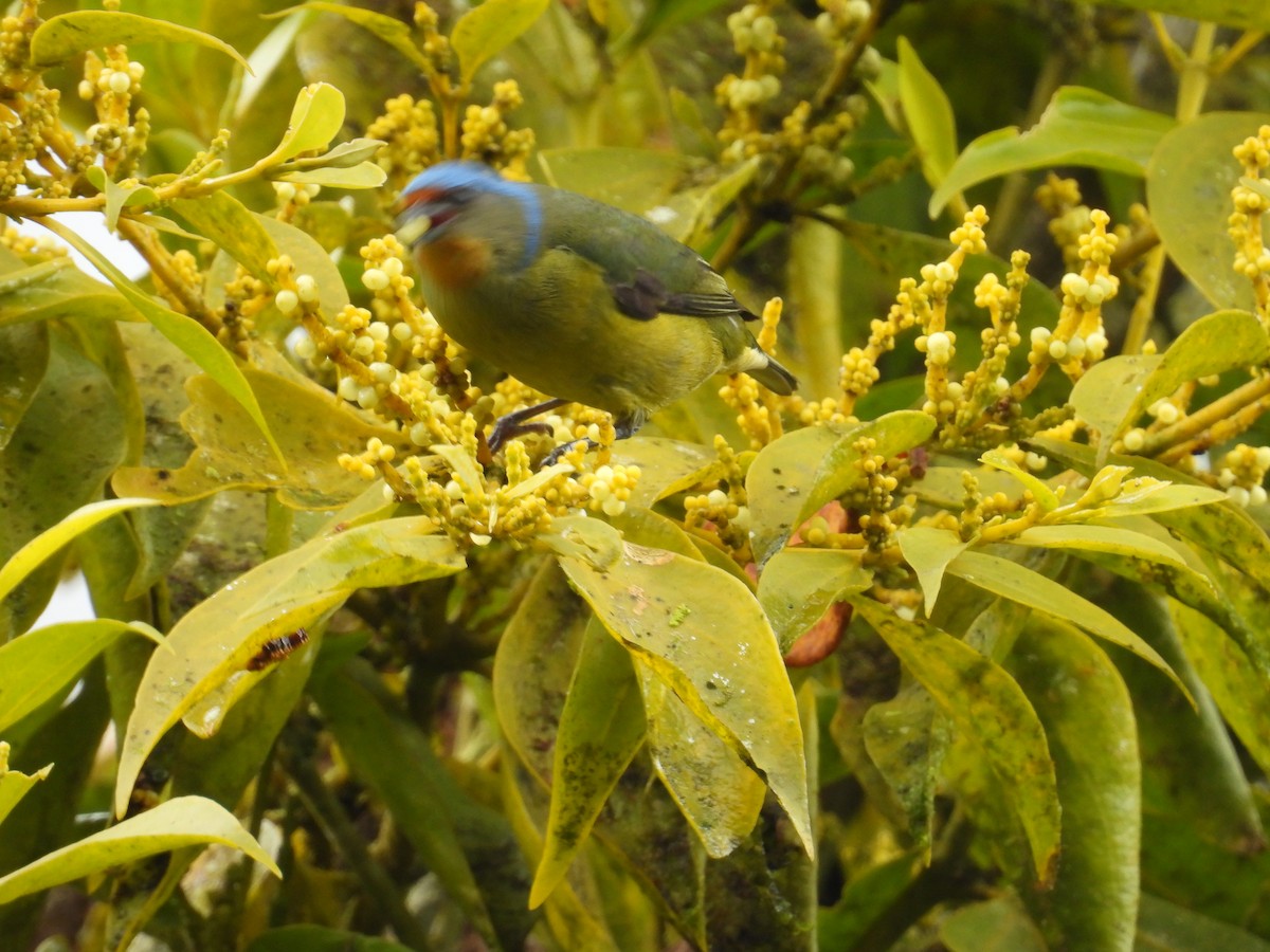 Elegant Euphonia - Johser Nature