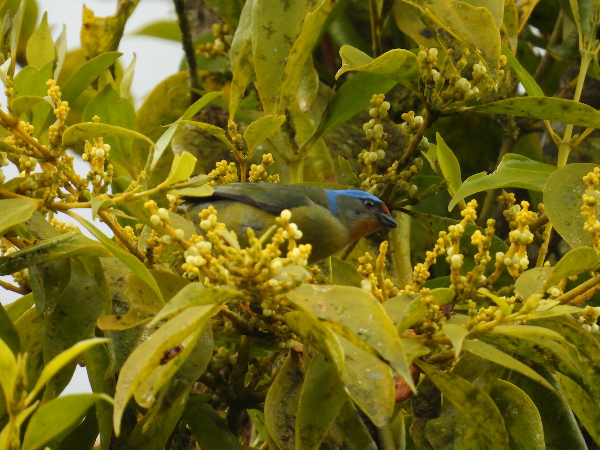 Elegant Euphonia - Johser Nature