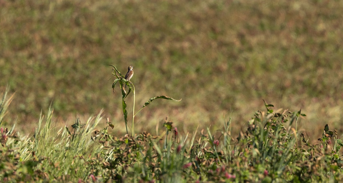 Dickcissel - Jay McGowan