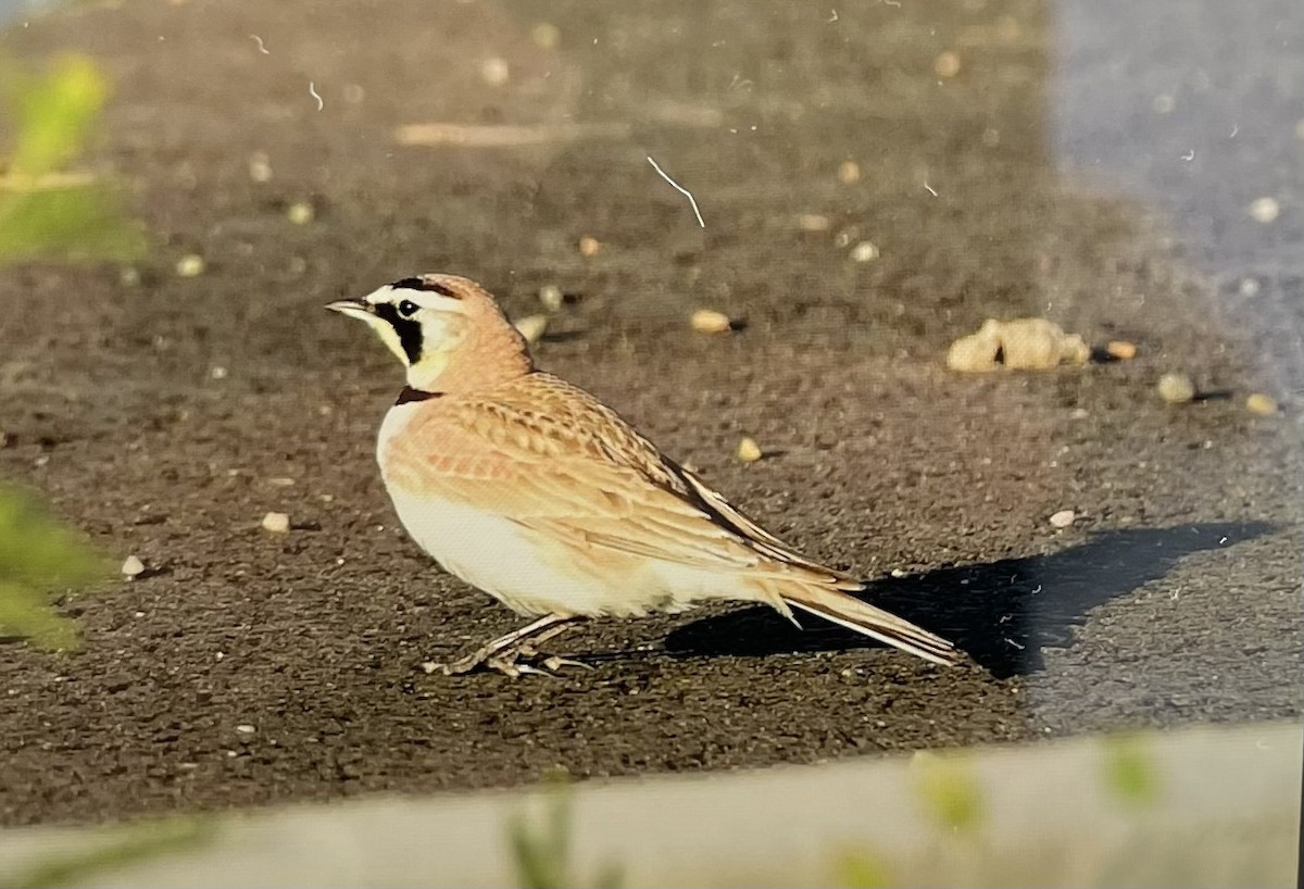 Horned Lark - Gary Warner