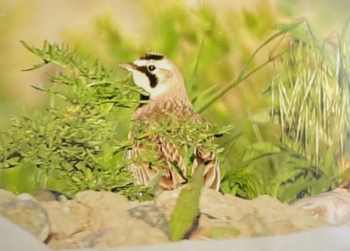 Horned Lark - Gary Warner