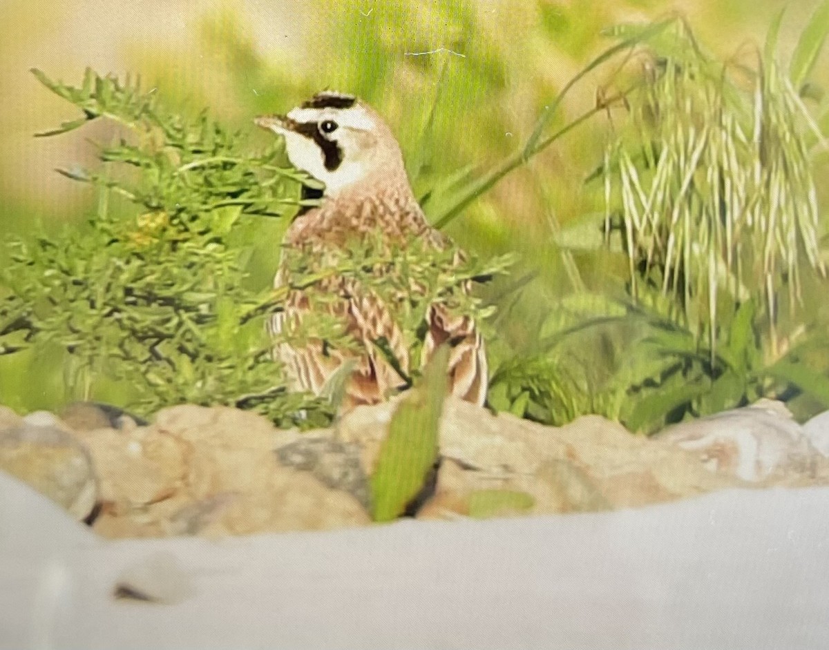 Horned Lark - Gary Warner