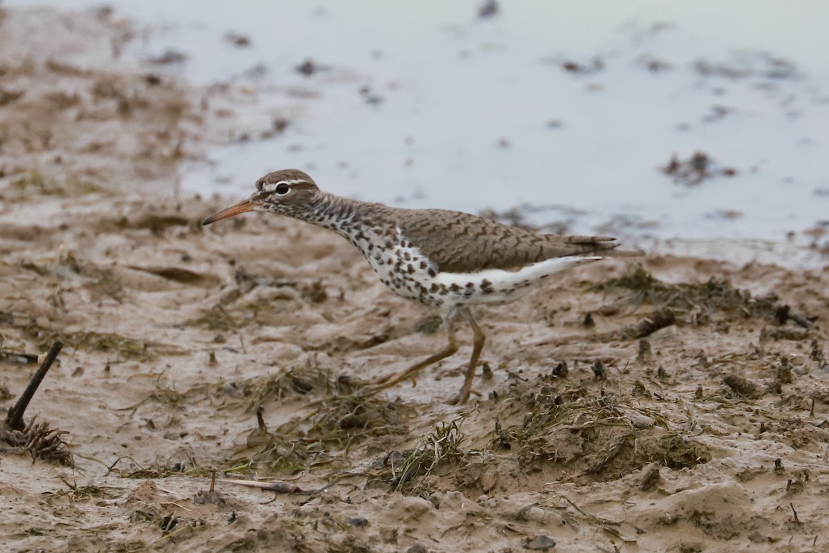 Spotted Sandpiper - Debra Rittelmann