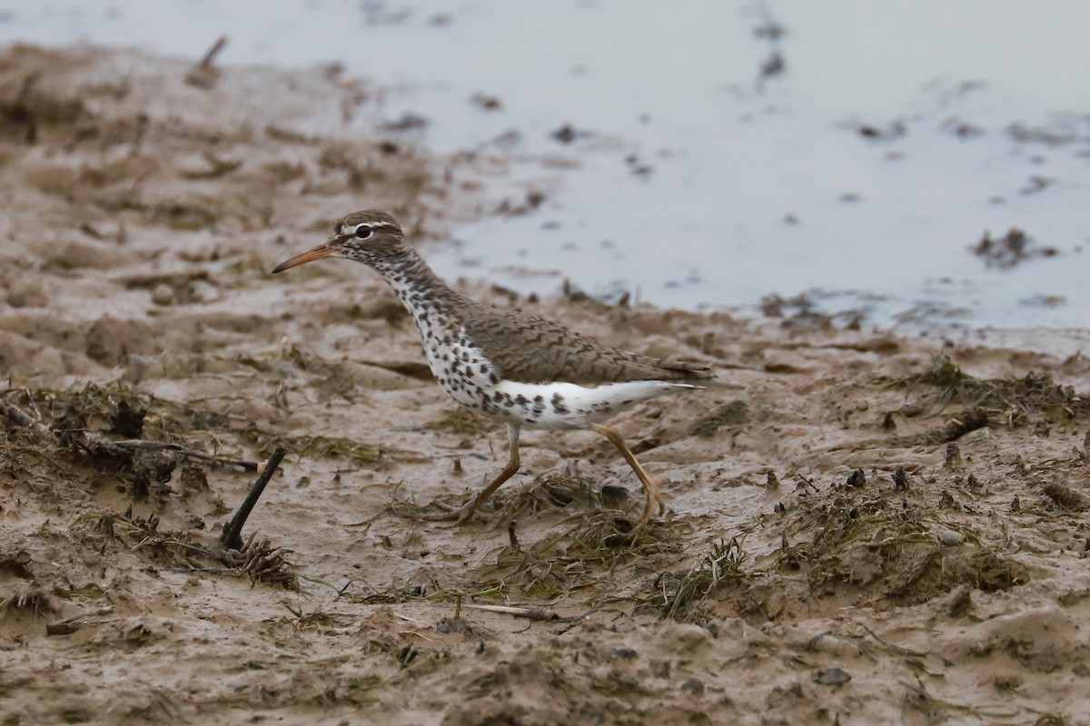 Spotted Sandpiper - Debra Rittelmann