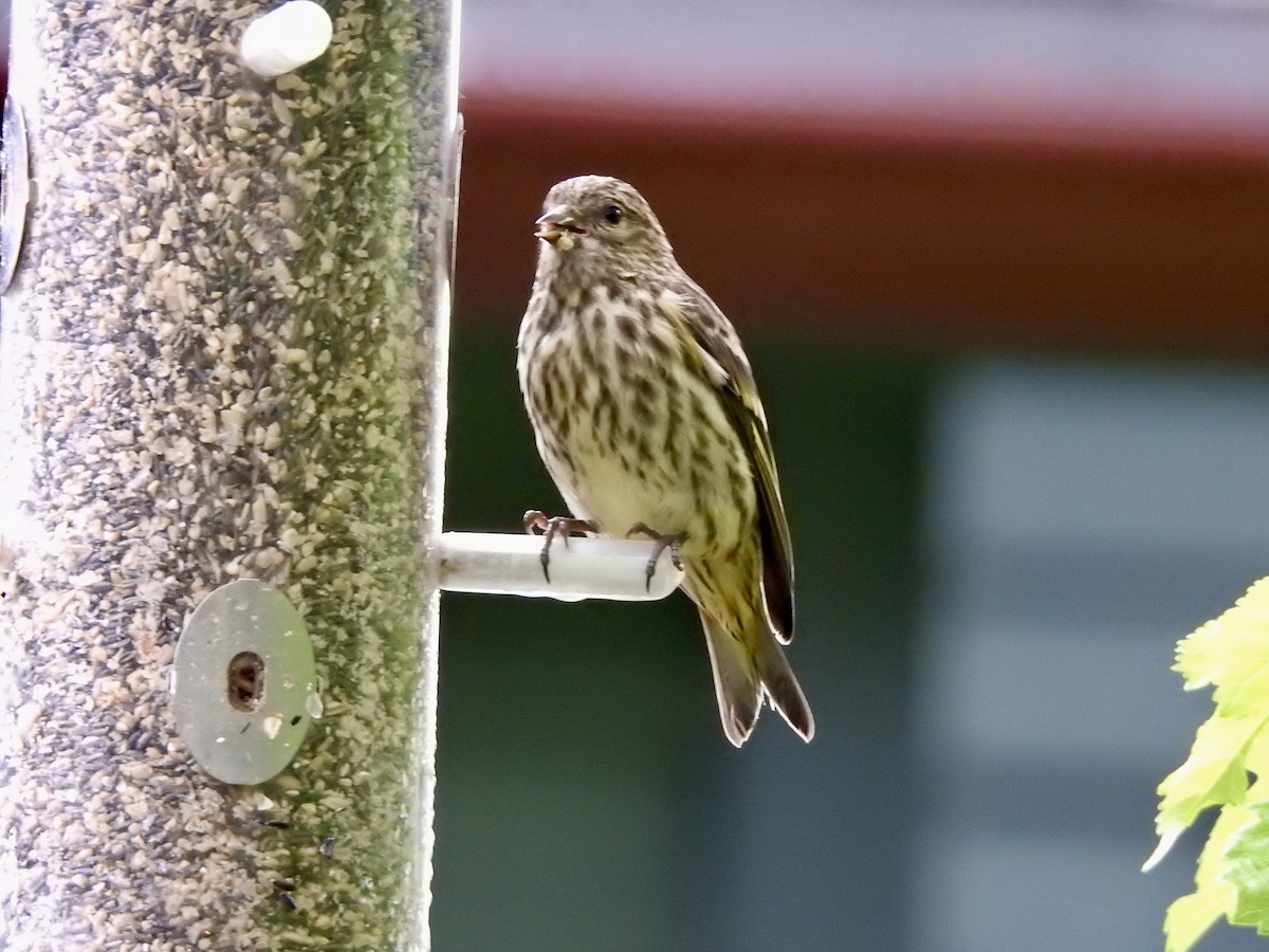 Pine Siskin - ML619668892