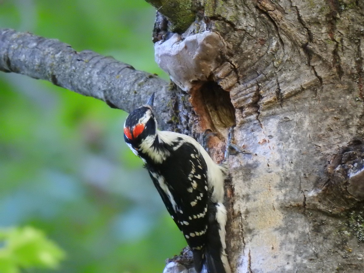 Hairy Woodpecker - carol villeneuve