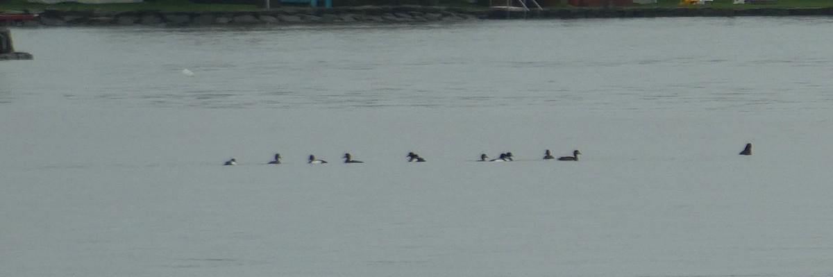 Greater Scaup - Daniel Alain Dagenais