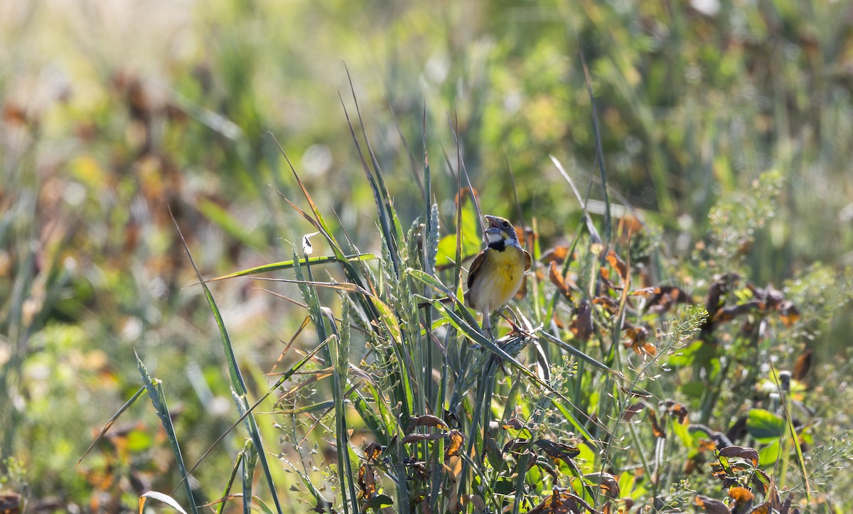 Dickcissel - Jay McGowan