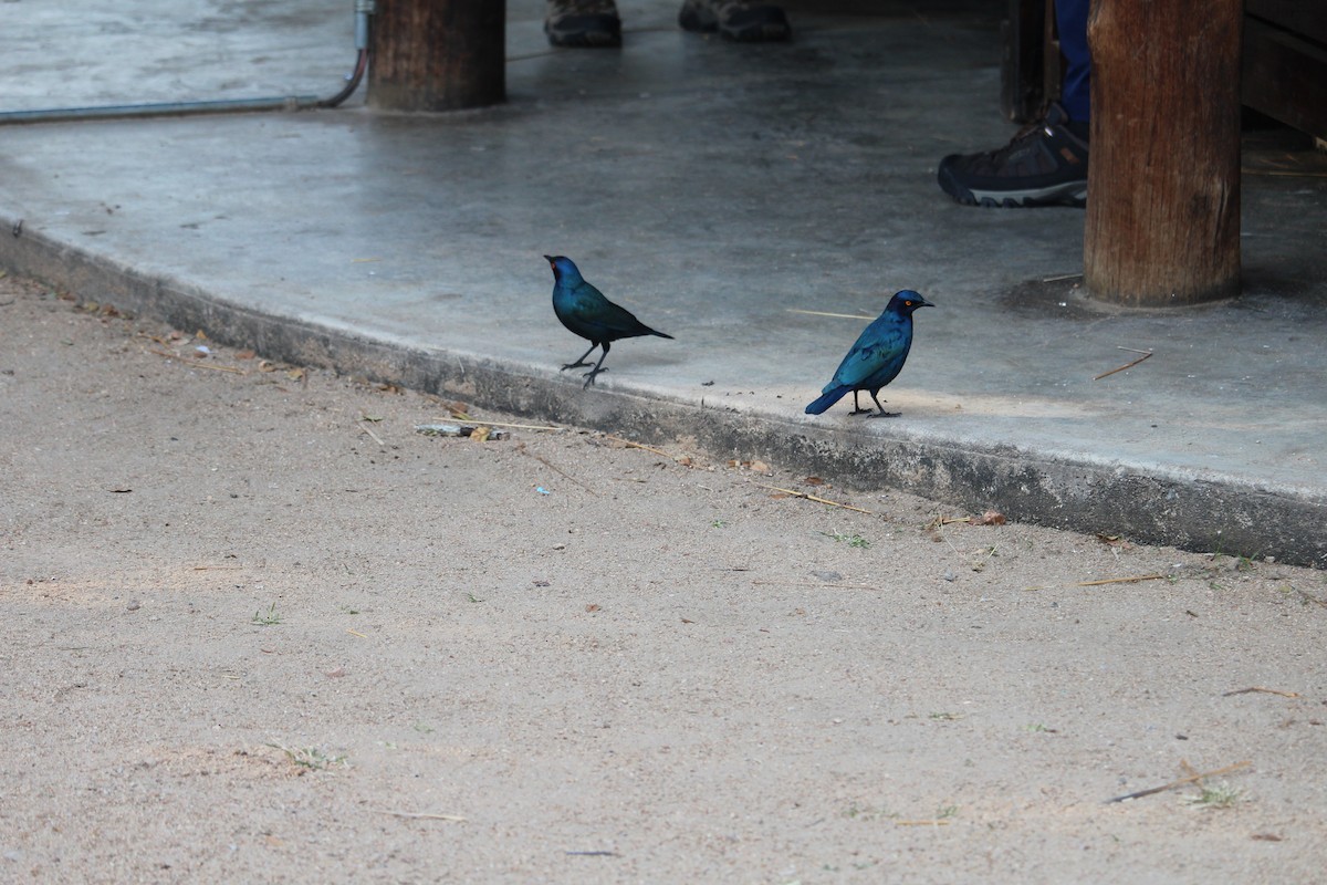 Greater Blue-eared Starling - ML619668900