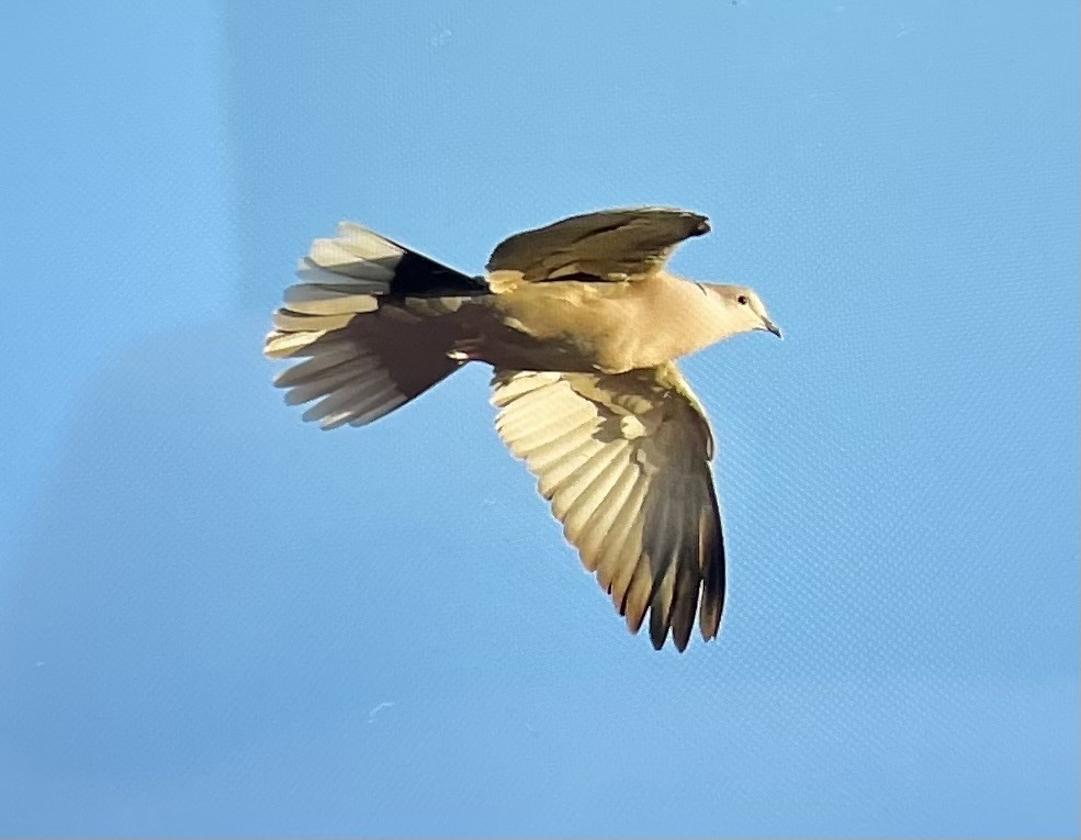 Eurasian Collared-Dove - Gary Warner